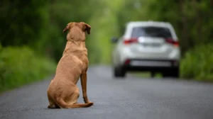Lee más sobre el artículo Día del animal sin hogar: más de 85.000 viven en refugios esperando una oportunidad
